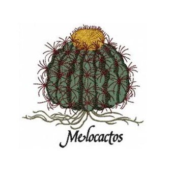 RMG684 Melocactos