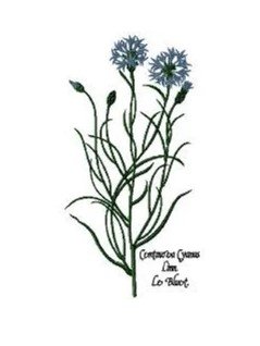 RMG685 Cornflower