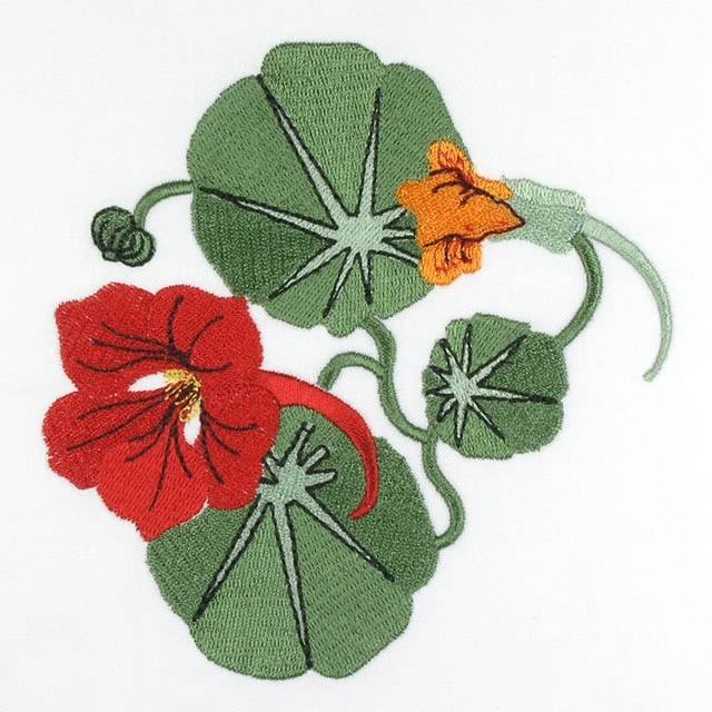 BFC0693 Nasturtiums