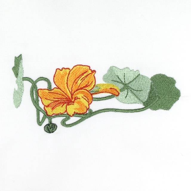 BFC0693 Nasturtiums