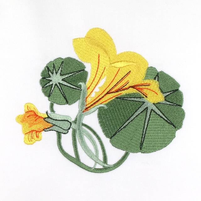 BFC0693 Nasturtiums