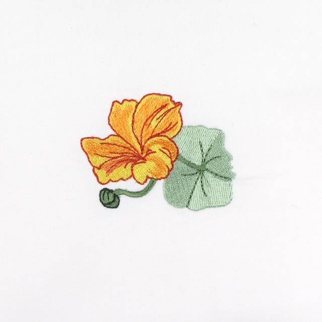 BFC0693 Nasturtiums