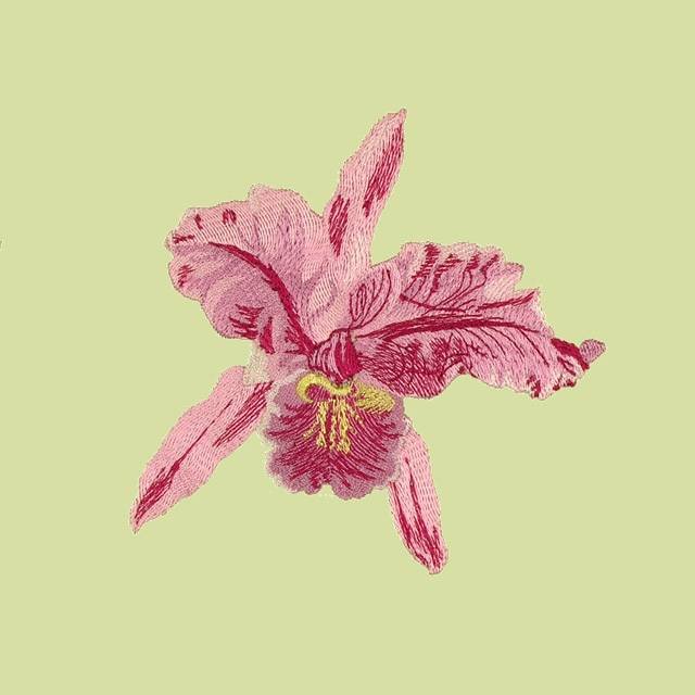 BFC0735 Orchid Jungle Designs
