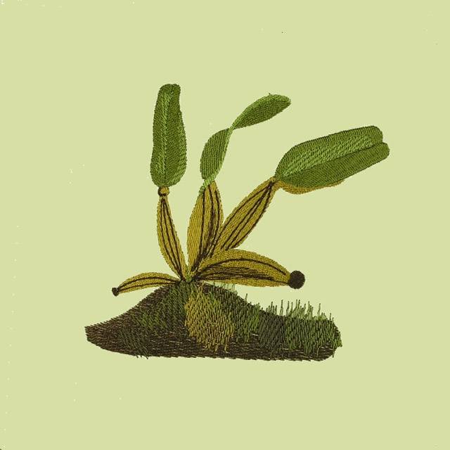 BFC0735 Orchid Jungle Designs