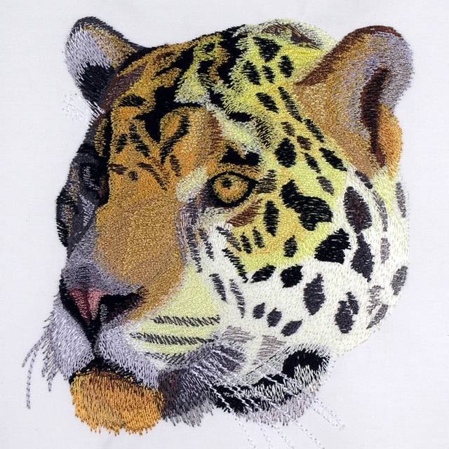 BFC0744 Two Jaguar Portraits