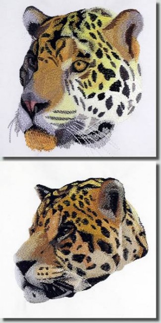 BFC0744 Two Jaguar Portraits