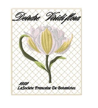 RMG754 Vintage Tulip