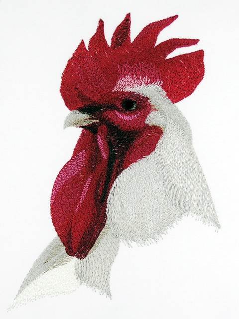 BFC0760 Portraits-Roosters