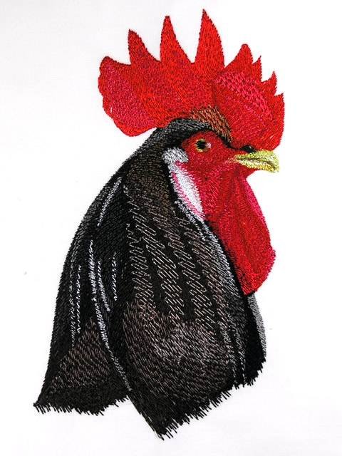 BFC0760 Portraits-Roosters