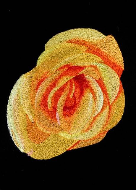 BFC0764 Roses