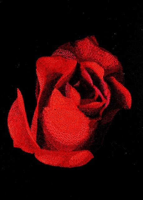 BFC0764 Roses