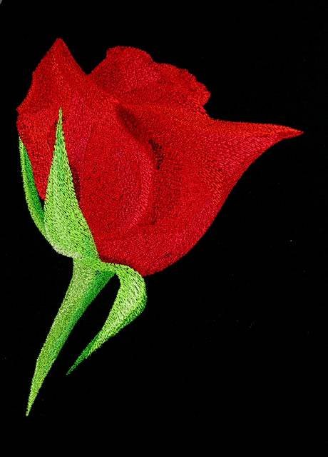 BFC0764 Roses