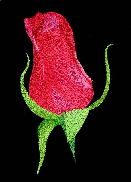 BFC0764 Roses