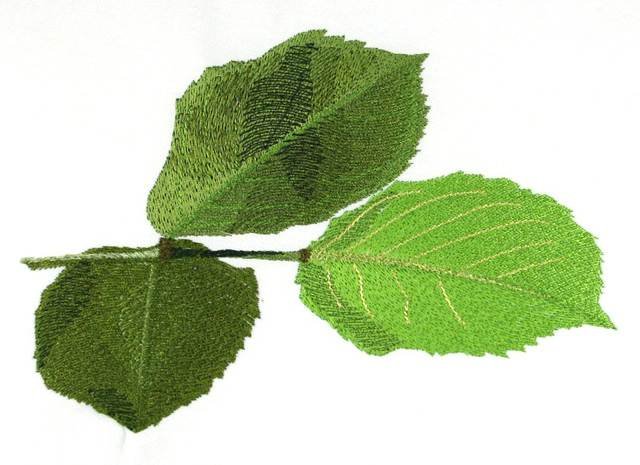 BFC0768 Rose Stems and Leaves
