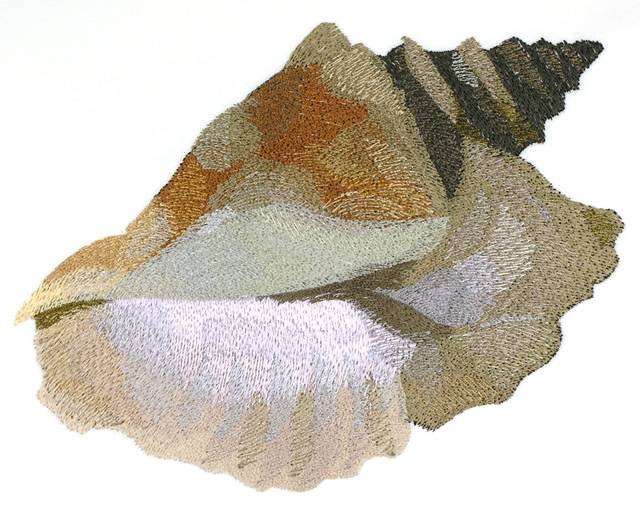 BFC0788 Seashells