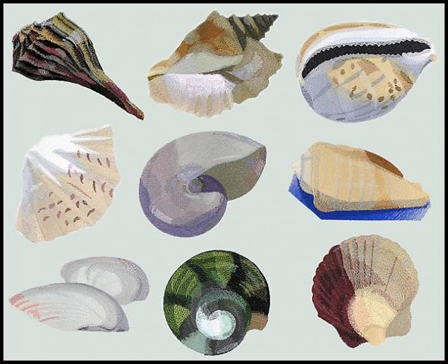BFC0788 Seashells