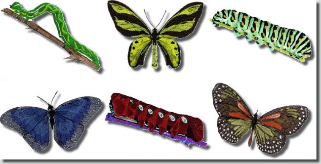 BFC0789 Caterpillars and Butterflies