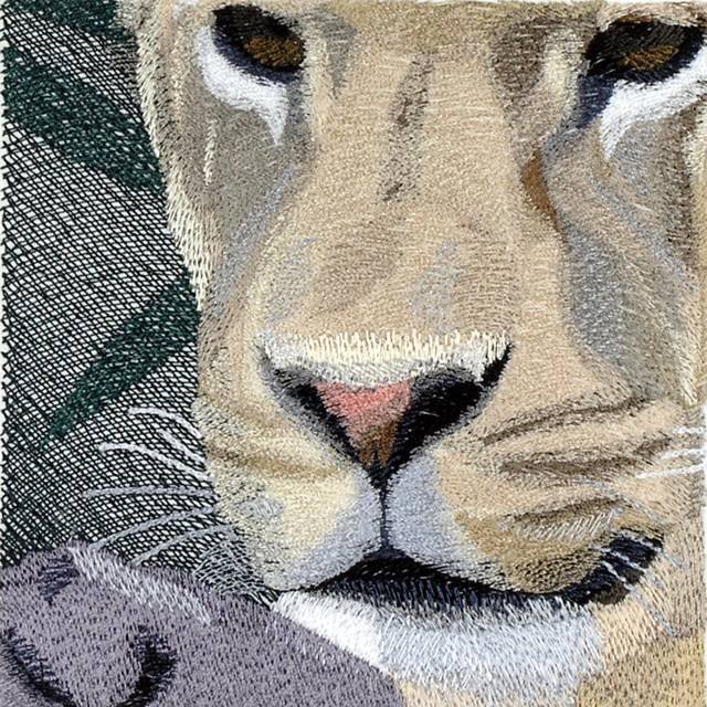 BFC0816 Lion Series-Lioness Lying in Wait
