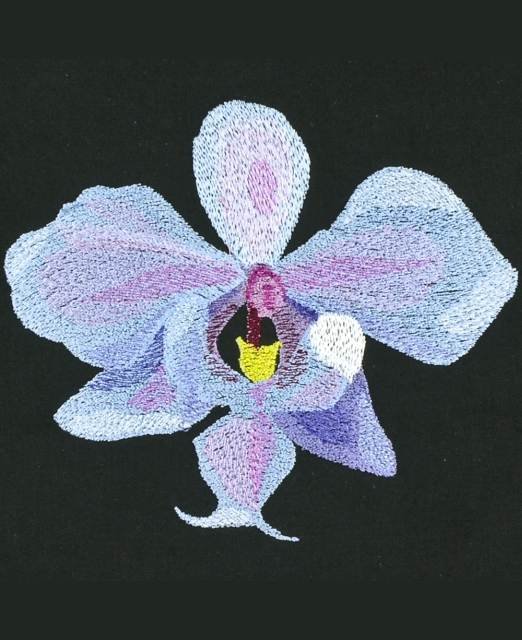 BFC0833 Orchids