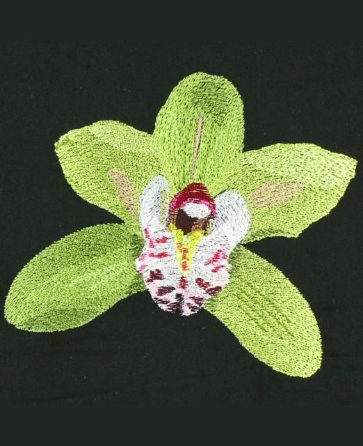BFC0833 Orchids