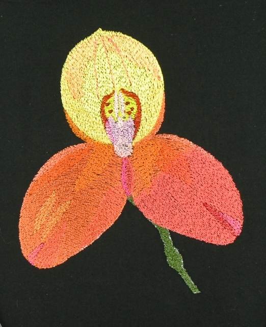 BFC0833 Orchids