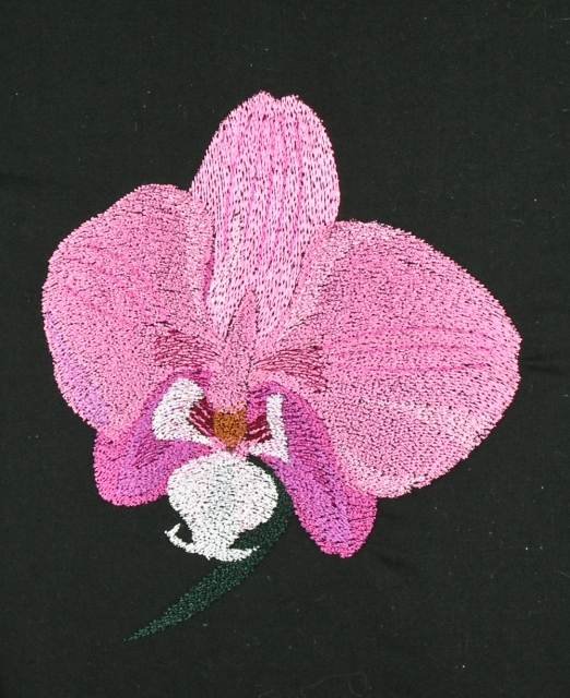 BFC0833 Orchids