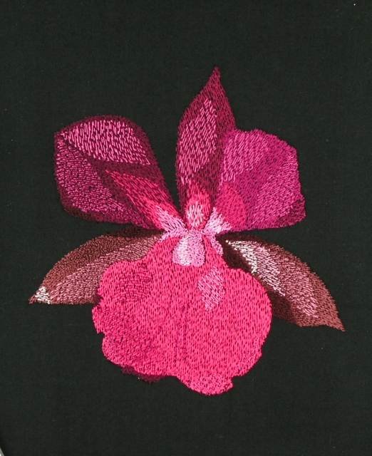 BFC0833 Orchids