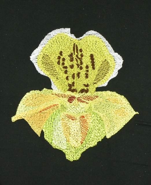 BFC0833 Orchids