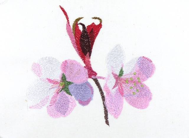 BFC0866 Cherry and Dogwood Blossoms