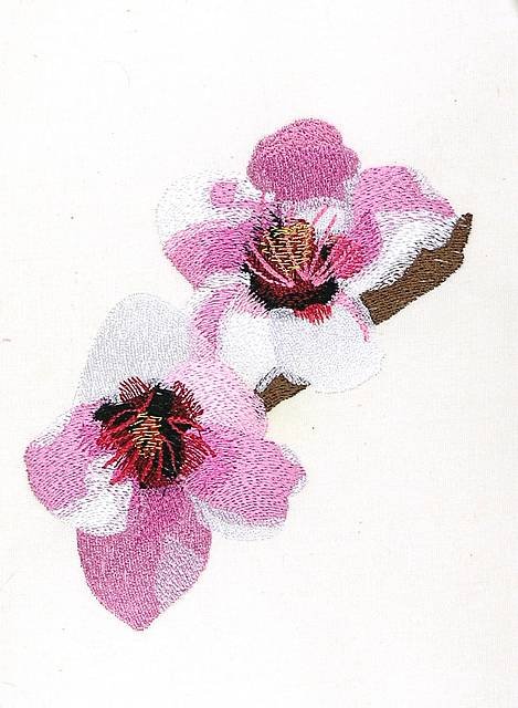 BFC0866 Cherry and Dogwood Blossoms