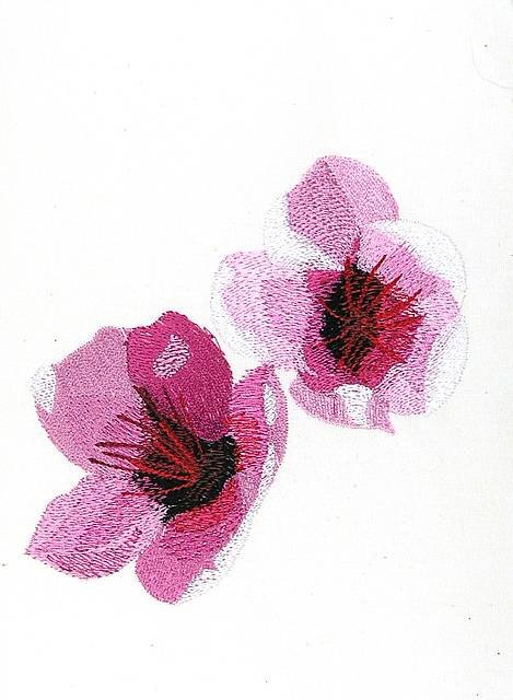 BFC0866 Cherry and Dogwood Blossoms