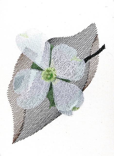 BFC0866 Cherry and Dogwood Blossoms
