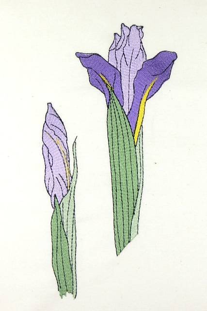 BFC0920 Botanical Print - Iris
