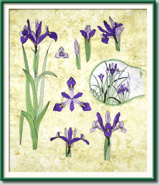 BFC0920 Botanical Print - Iris