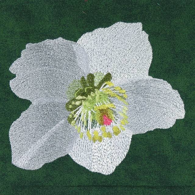 BFC0924 Four Christmas Roses