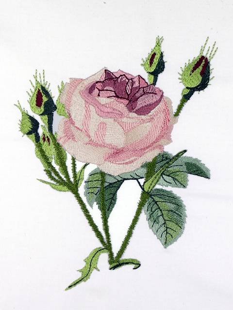 BFC0929 Redoute Roses