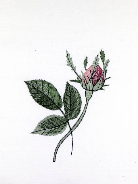 BFC0929 Redoute Roses