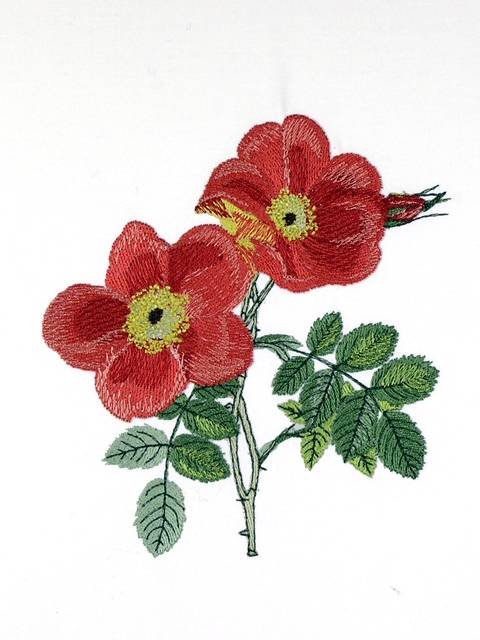 BFC0929 Redoute Roses