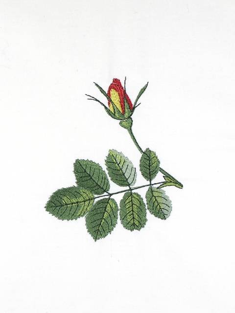 BFC0929 Redoute Roses