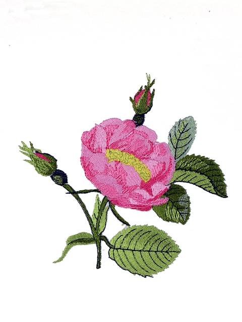 BFC0929 Redoute Roses