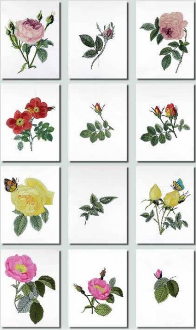 BFC0929 Redoute Roses