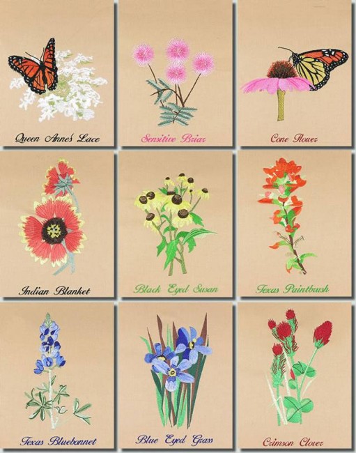 Texas Wildflowers Combo
