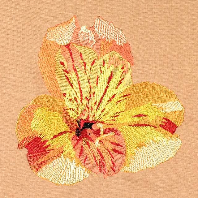 BFC0948 Alstroemeria-Peruvian Lilies
