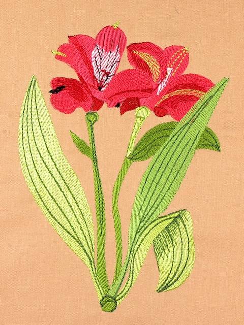 BFC0948 Alstroemeria-Peruvian Lilies