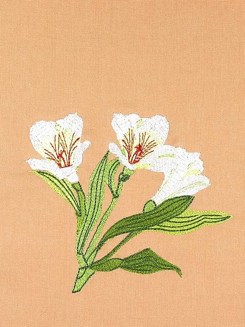 BFC0948 Alstroemeria-Peruvian Lilies