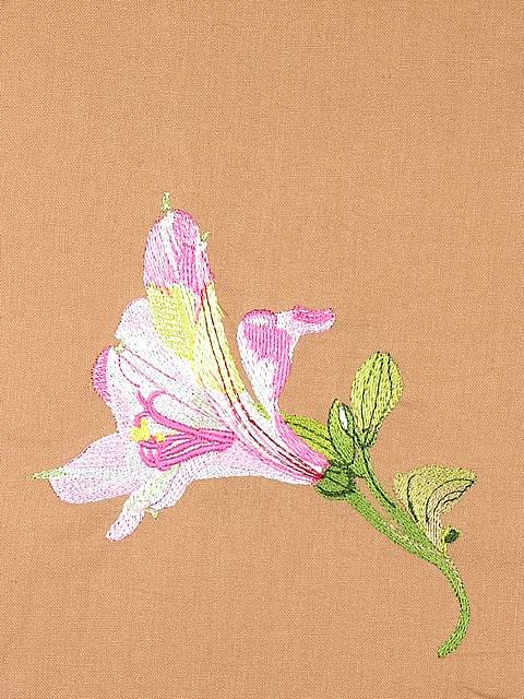 BFC0948 Alstroemeria-Peruvian Lilies