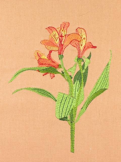 BFC0948 Alstroemeria-Peruvian Lilies