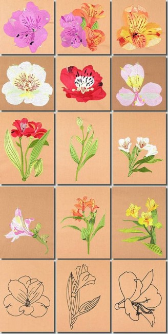 BFC0948 Alstroemeria-Peruvian Lilies