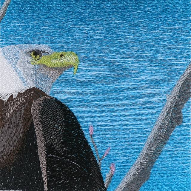 BFC0954 Window-An Eagle in Springtime