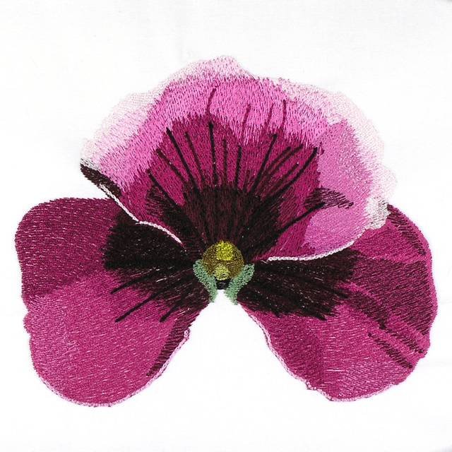 BFC0960 Pansies and Pentunias